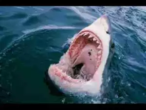 Video: TOP 10 SHARK ATTACKS || Shark attacks Man, Ship, SSharkl